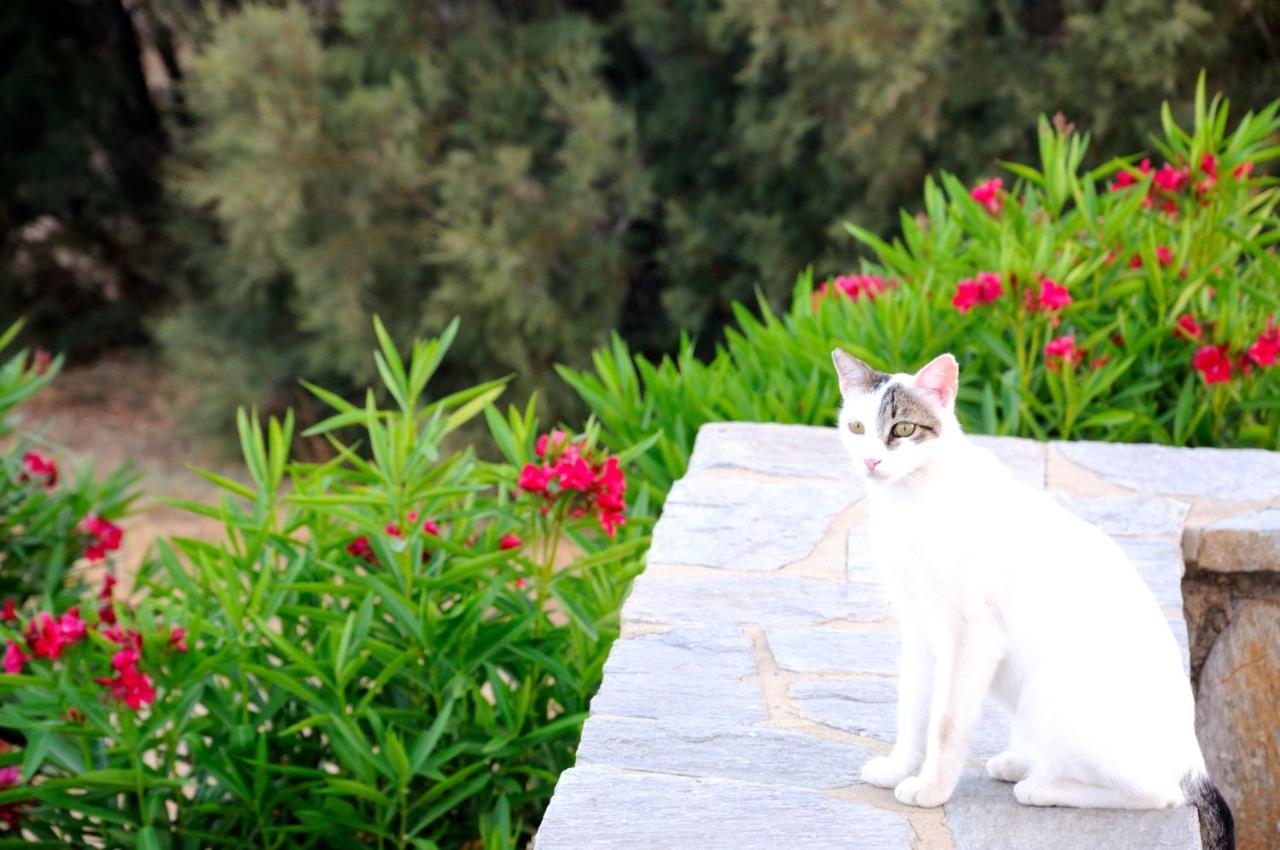 Nefeli Daire Drios Dış mekan fotoğraf